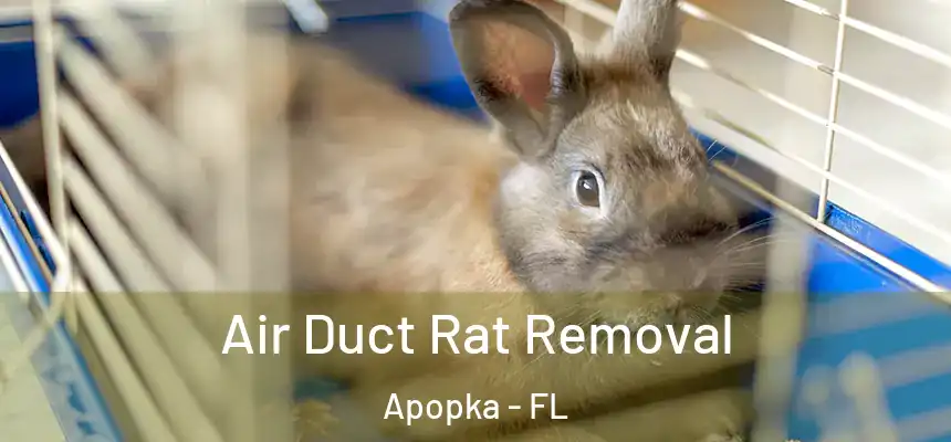 Air Duct Rat Removal Apopka - FL