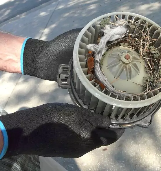 About Air Duct Mice Removal in Apopka, FL